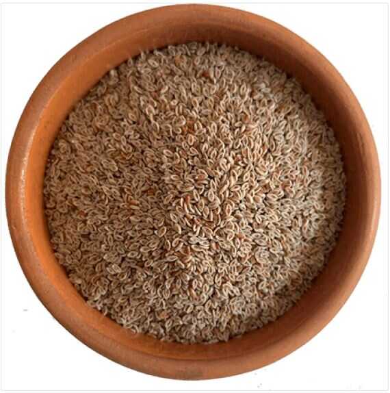 Karnıyarık Otu Tohumu-50gr